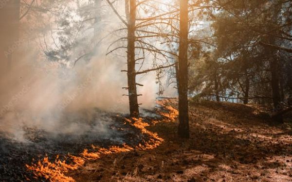 Продолжаются работы по тушению одного лесного пожара в озерном районе Бурятии