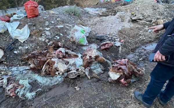 В Улан-Удэ мясоперерабатывающее предприятие устроило нелегальную свалку 