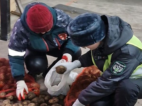 При экспорте в Монголию Управлением Россельхознадзора проконтролировано 120 тонн подкарантинной продукции