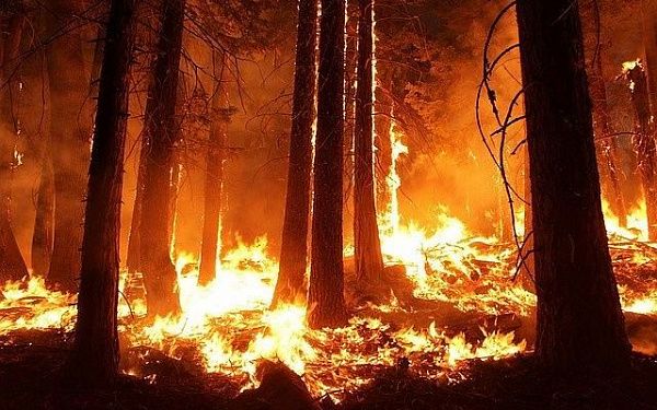В Бурятии ликвидировали 6 лесных пожаров