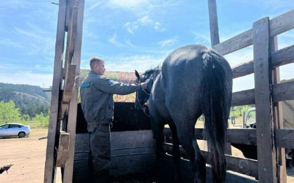 Лошади-участники чемпионата Бурятии по конным скачкам проходят процедуру допуска