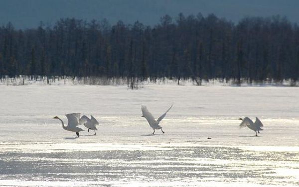 Лебеди - кликуны прилетели в заказник Бурятии