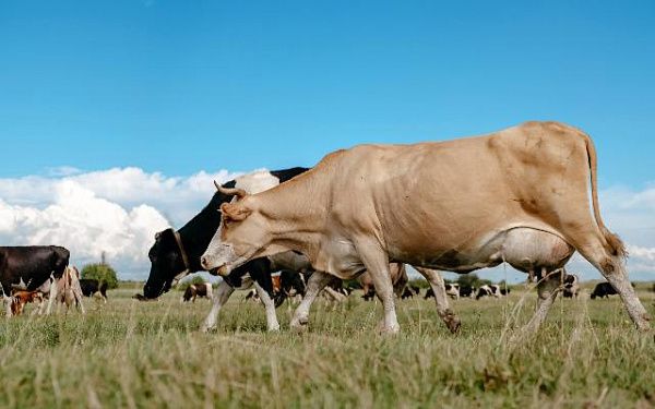 В Бурятии расширили категорию получателей субсидии на содержание скота