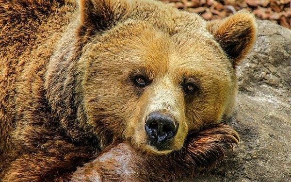 В Бурятии опасность могут представлять медведи-мусорщики