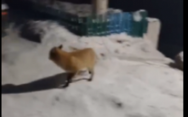 В хлеборобном районе в Бурятии убавилось количество собак с появлением лис