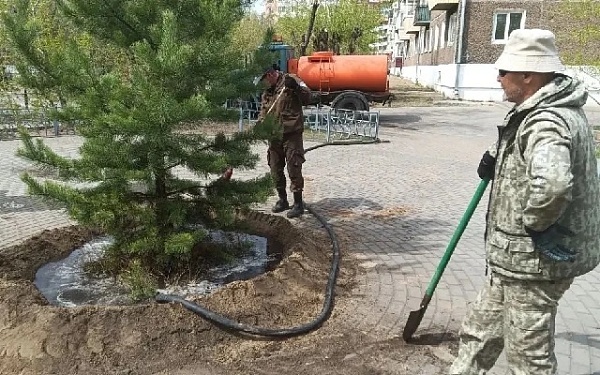 В Улан-Удэ за май высадили более 1 150 деревьев и кустарников