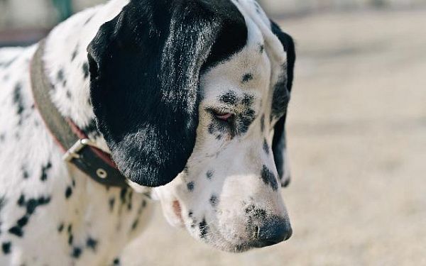 В Бурятии продолжают работать мобильные группы по выявлению случаев самовольного выгула домашних собак