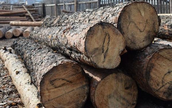 В Бурятии снижен объём заготовки древесины