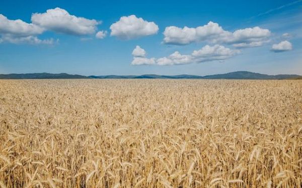 В Бурятии в 2020 году объем произведенной в агропромышленном комплексе продукции превысил 28 млрд рублей