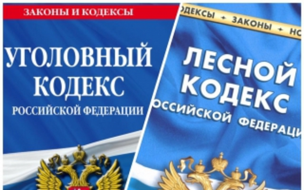 В Советском районе лесничий подозревается в превышении должностных полномочий 