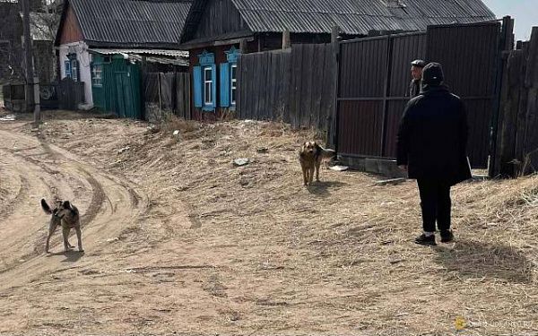 В Улан-Удэ прошел массовый рейд по собакам