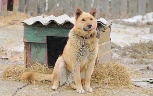 В Улан-Удэ собака-знаменитость ищет семью