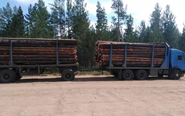 В Бурятии росгвардейцы задержали нелегальных лесозаготовителей 