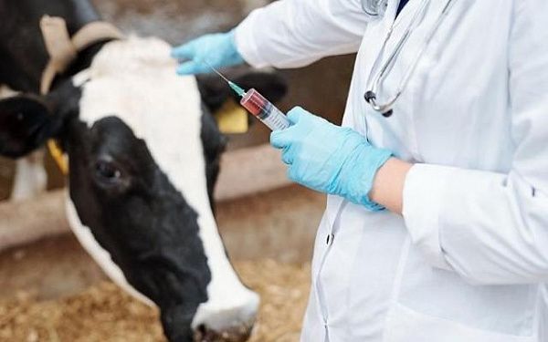 В Бурятии начали вакцинировать здоровый скот от нодулярного дерматита