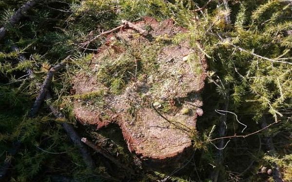 В Бурятии «черный» лесоруб заготавливал деревья в защитных лесах