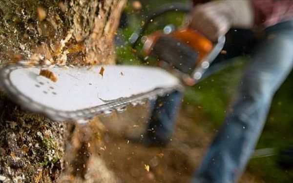 Житель Бурятии незаконно срубил деревья на 267 тыс рублей