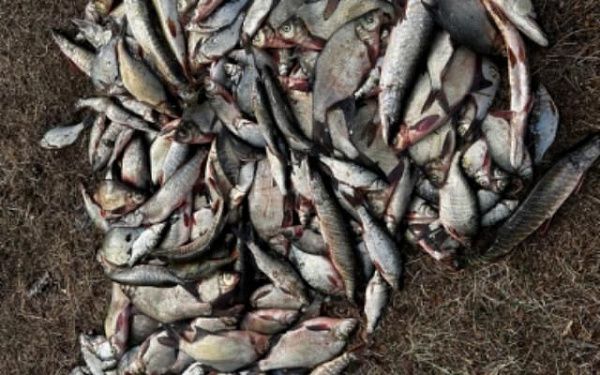Житель Читы незаконно выловил 43 кг рыбы в нерестовый период в районе Бурятии