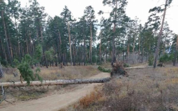 В Улан-Удэ вывезли восемь деревьев, пострадавших в результате шторма