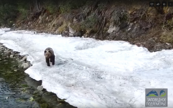 В Бурятии туристы смогут увидеть бурого медведя
