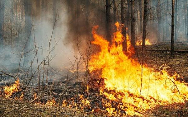 Наиболее сложная обстановка с лесными пожарами наблюдается на Дальнем Востоке