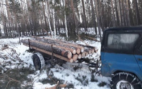 Лесники поймали «чёрных» лесорубов с поличным