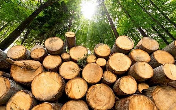 Экспортёр из Бурятии незаконно сбыл древесину на 13 млн рублей
