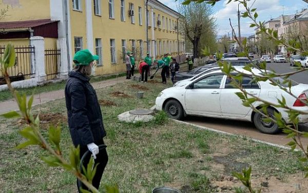 На улице Пирогова высадили 150 тополей, которые не дают пух