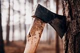11 незаконных рубок деревьев выявили в Бурятии всего за неделю  