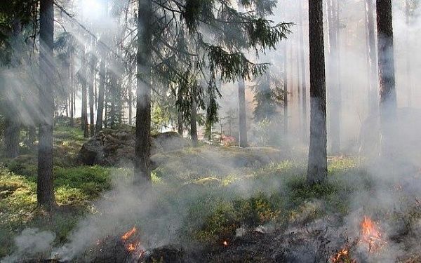 В Северо-Байкальском районе ликвидировали лесной пожар