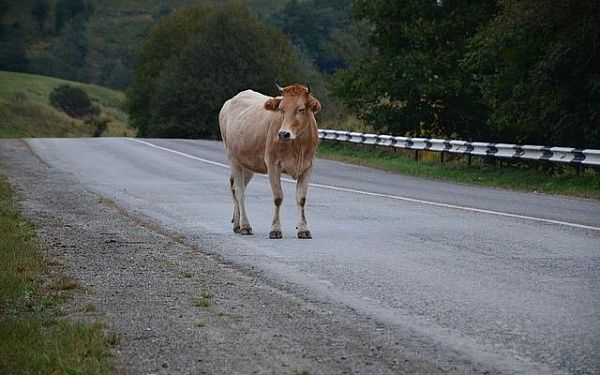 Жителю Хоринского района пришлось выплатить материальный ущерб за ДТП с участием коровы 