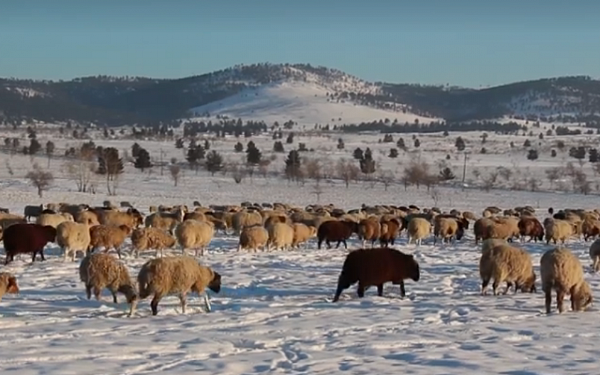 Буддийская Сангха России передала овец семьям участников СВО