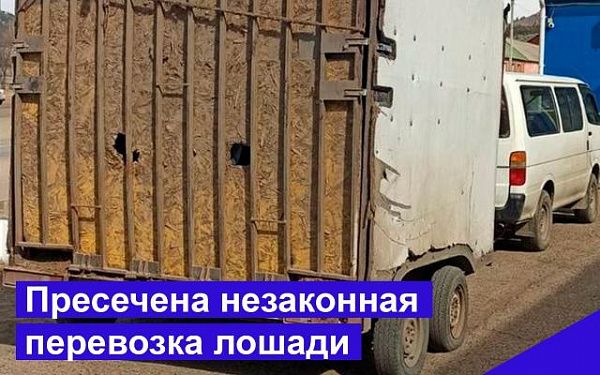 "Контрабандную" лошадь развернули в Бурятии