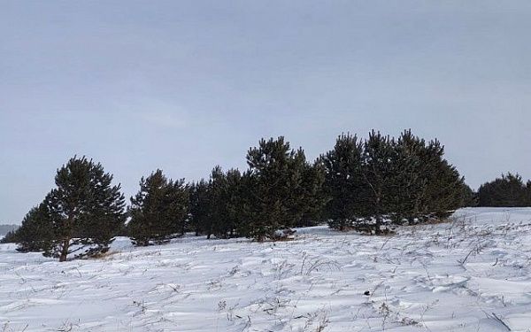 В Бурятии Россельхознадзором проконтролировано более 2,5 тыс. га сельхозземель