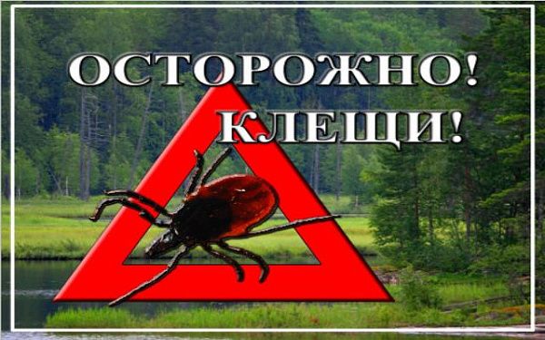 Об эпидситуации по инфекциям, передающимся клещами, и мерах профилактики