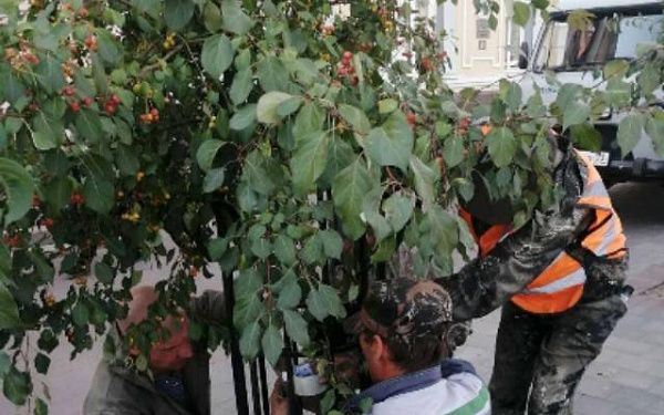 В центре Улан-Удэ вандалы вновь повредили дерево