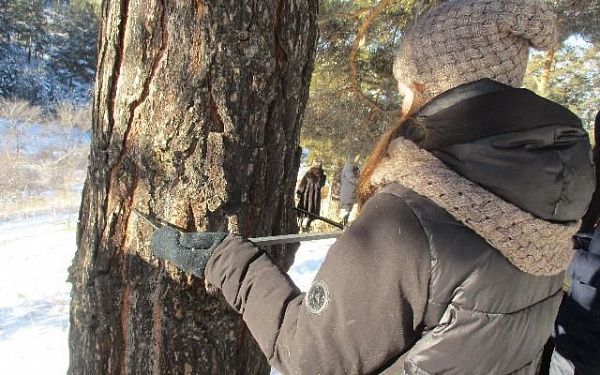 В Селенгинском районе юные лесники измерили деревья