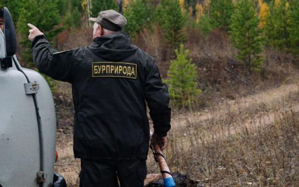 Жителям Бурятии рассказали, как законно собирать валежник в заказниках