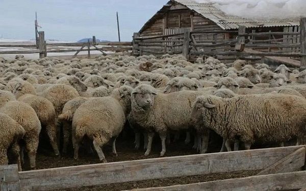 В Бурятии спасают уникальную породу овец