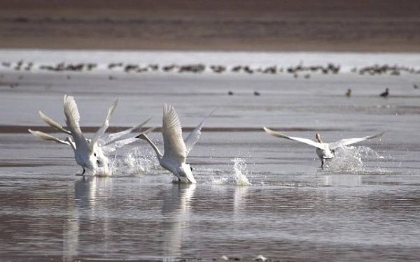 В степном районе Бурятии вновь состоится орнитологический экотур