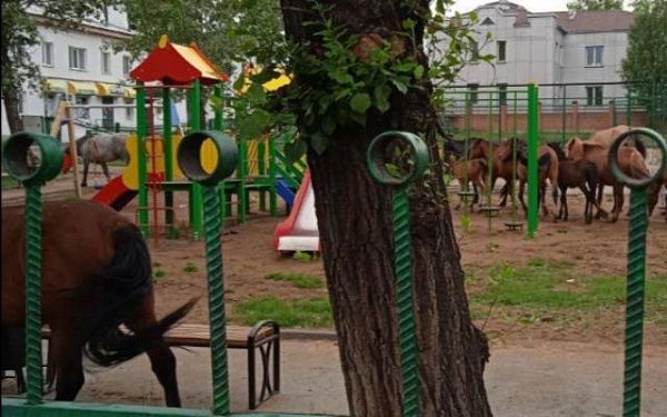 В Бурятии лошади облюбовали детскую площадку 