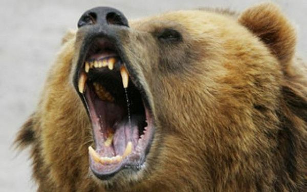 В Иркутской области медведь напал на 40-летнего мужчину