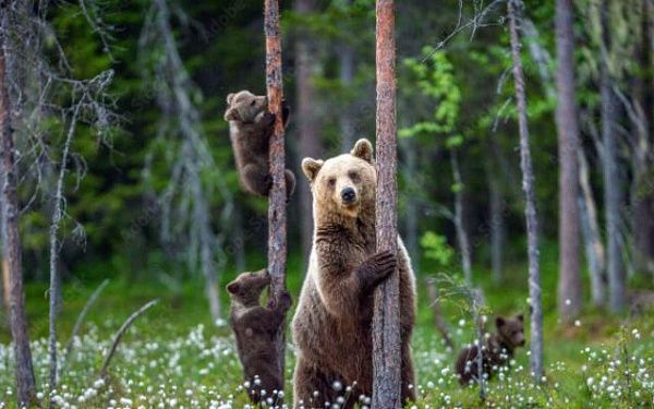 В Бурятии участились случаи выхода медведей