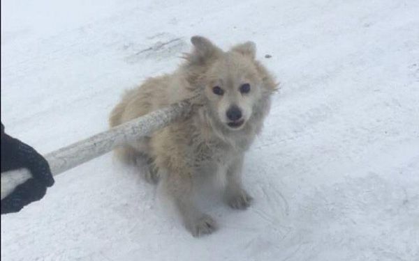 В районе Улан-Удэ за день специалисты отловили 16 бездомных собак