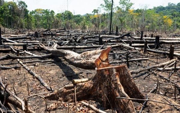 Замминистра Карелии оштрафовали почти на 30 млн рублей за вырубку леса