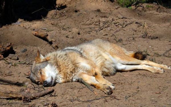 Бешеного волка отстрелили в приграничном районе Бурятии