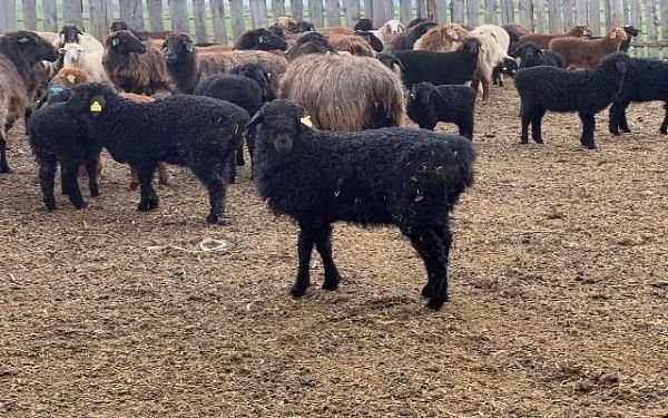 В Бурятии появится еще один племенной репродуктор по разведению овец