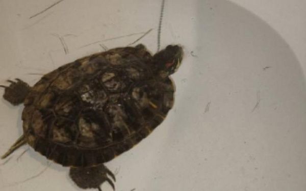 В Улан-Удэ спасли от гибели черепаху 