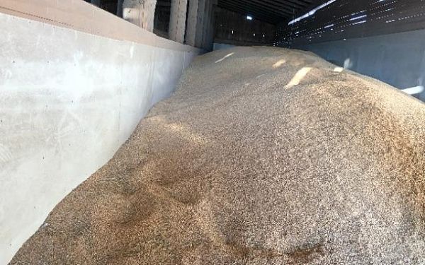 Урожайность зерна в Бурятии увеличилась до 15,8 ц/га