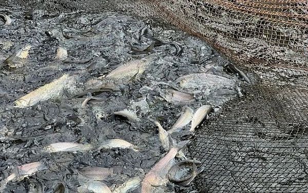 Впервые с 2018 года на Баргузинском рыбоводном заводе возобновляется вылов омуля для искусственного воспроизводства