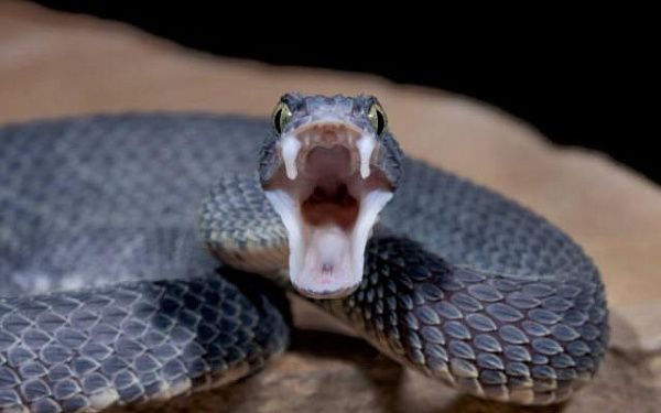 В Бурятии у реки 12-летнего мальчика покусала змея
